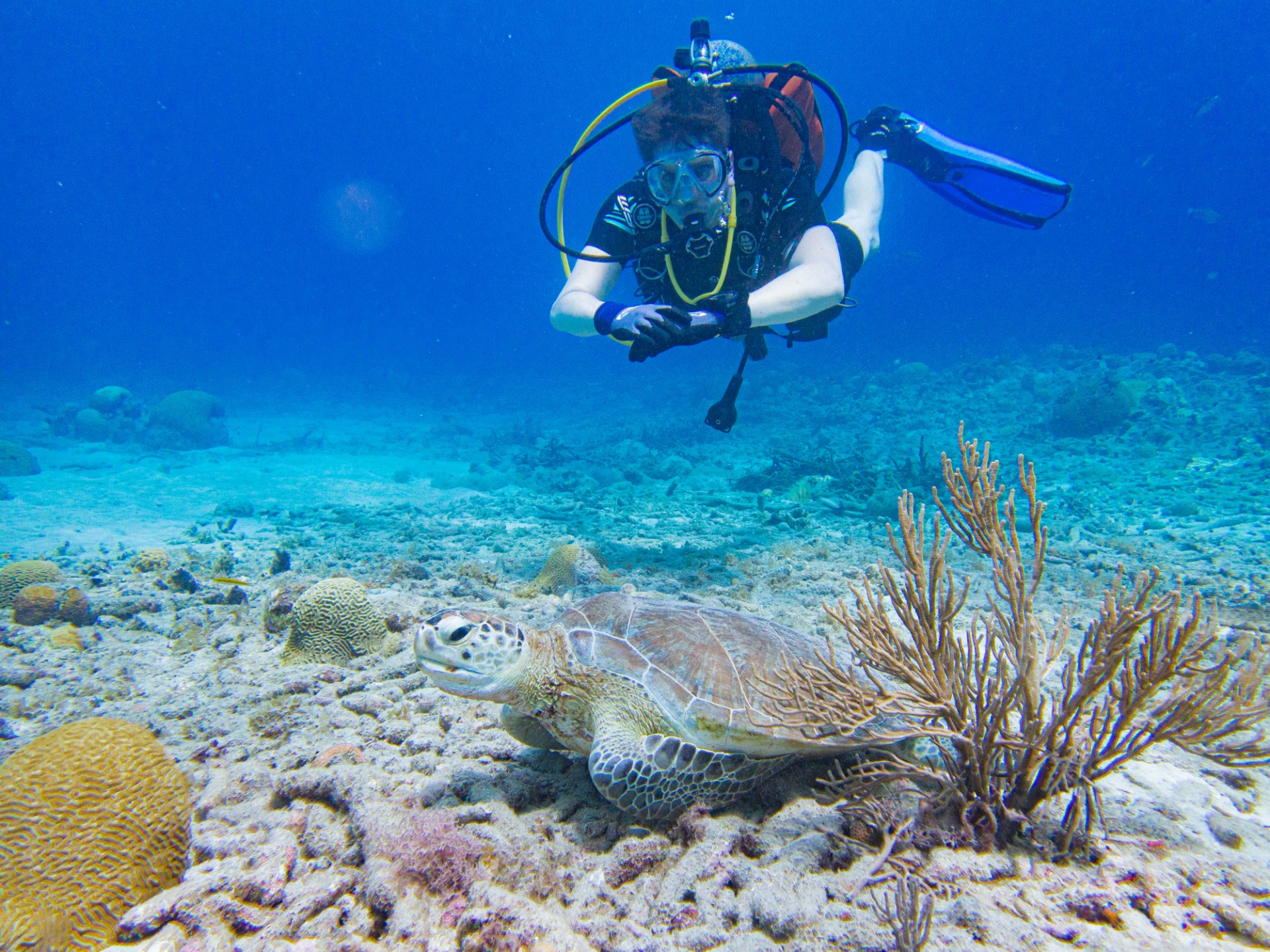 Tom (D** - Zwembadtrainer)